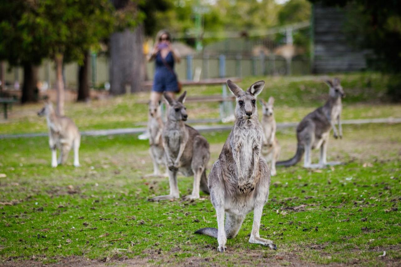 Yha Grampians Eco, Halls Gap Bagian luar foto